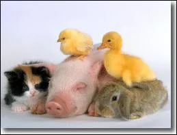 Quel animal est au milieu de ce groupe d'animaux?