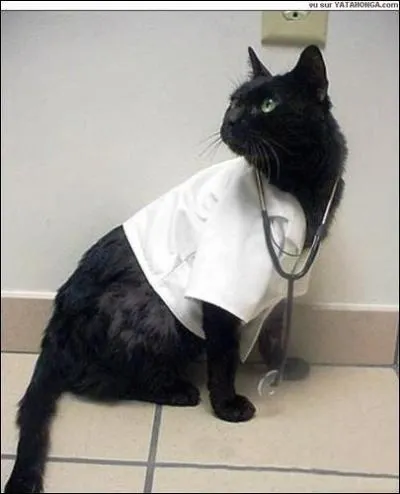Quelle est la profession de ce chat?