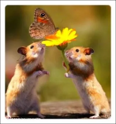 Qu'y a-t'il sur la fleur?