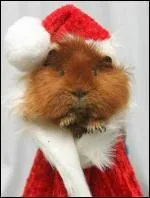 En quoi est dguis ce cochon d'Inde?