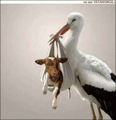 Qu'apporte la cigogne?