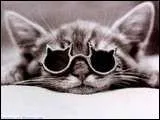 Quelle est la forme des lunettes de ce chat?
