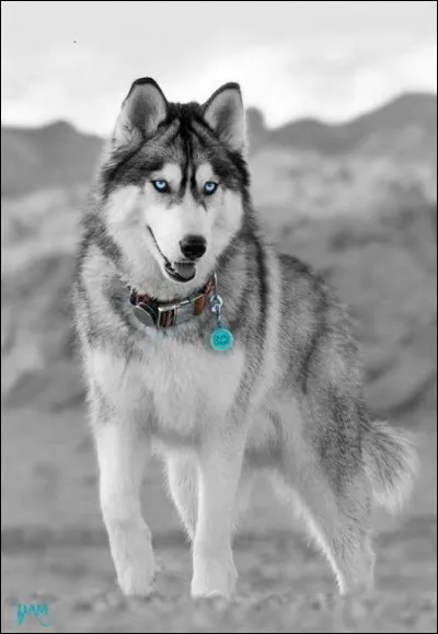 Qui a écrit "Le chant du Grand Nord" ?