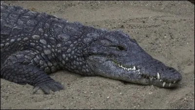 Cet animal vous fait penser à qui ?