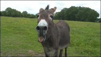 Cet animal est dans le titre d'un roman de...