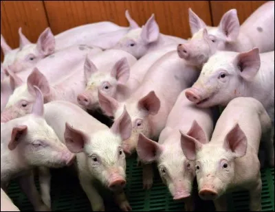 Pour Agatha Christie, combien y a-t-il d'animaux ?