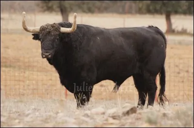 Cet animal vous fait penser à quel auteur ?