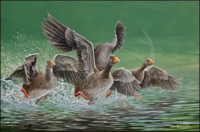 Ces animaux vous font penser à...