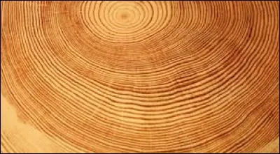 Quel instrument ne fait pas partie des instruments à bois ?