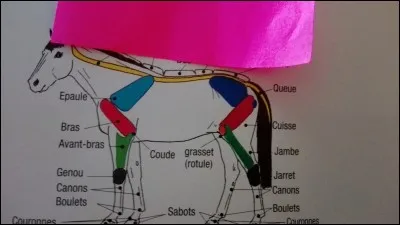 Quelle est la partie jaune du dessin ?
