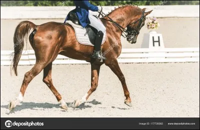 Quelle est la couleur de ce cheval ?