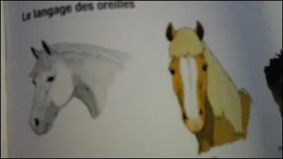 Si votre cheval a les oreilles en avant il est...