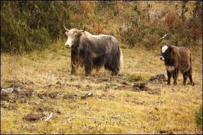 Le dzo est un hybride de quel mammifère ruminant ?