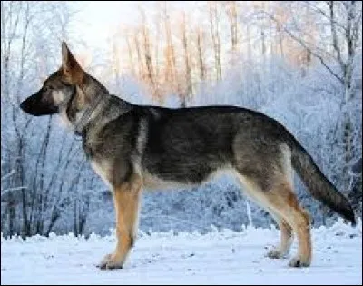 Quelle est la race de ce chien ?