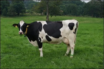 Comment dit-on "vache" ?