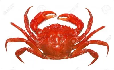 Comment dit-on "crabe" ?