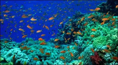 Comment dit-on "poisson" ?