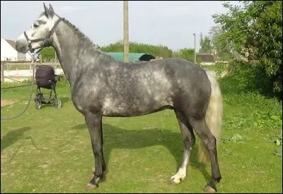 Quel est le nom de cette race de cheval ?