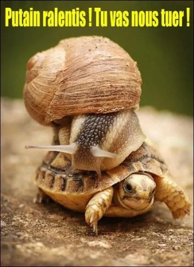 Quel animal devient un escargot tout chaud dans une comptine ?