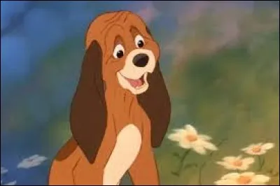 De quel pays est originaire la race de Rouky ?