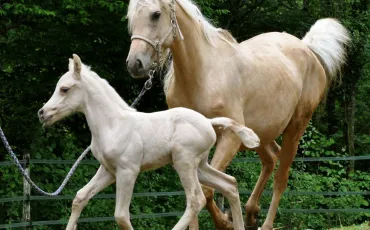 Quiz Galop 1