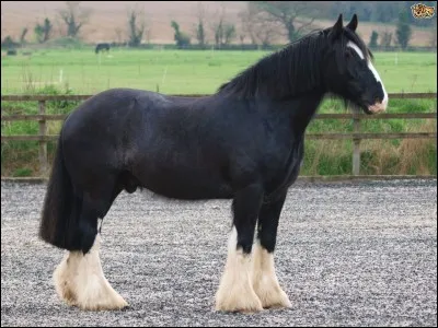 Quelle race de chevaux est la plus grande ?