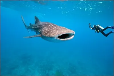 Content de trouver une chambre quand il est crevé, c'est le...