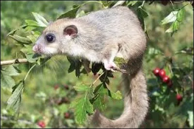 Si vous reconnaissez l'animal, vous aurez le département...