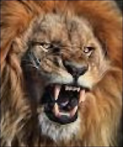 De combien de lions se compose une troupe ?