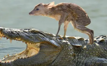 Quiz Animaux