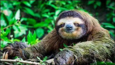 Êtes-vous lent dans vos faits et gestes ?