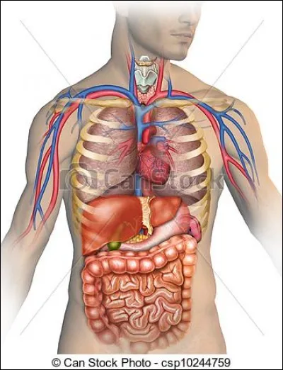 De quel organe du corps humain dit-on qu'il a une forme de pain de sucre ?
