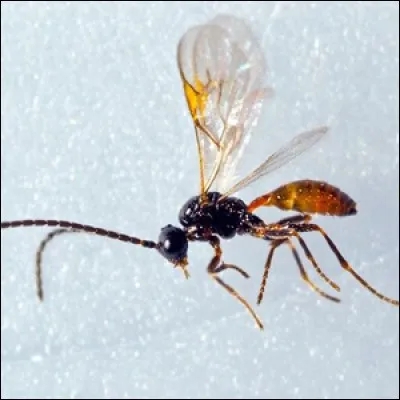 Quel est cet insecte ?