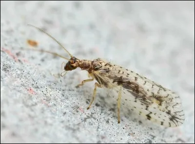 Quel est cet insecte ?