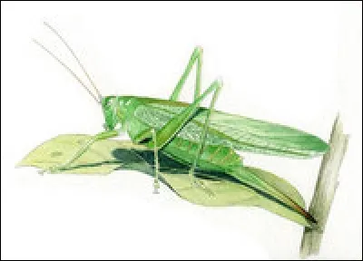 Quel est cet insecte ?