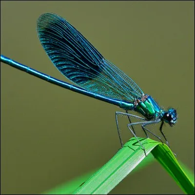 Quel est cet insecte ?