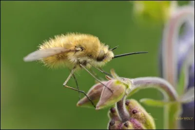 Quel est cet insecte ?