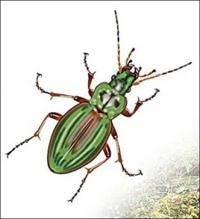 Quel est cet insecte ?