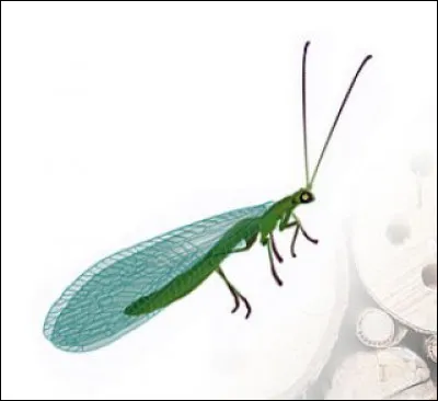 Quel est cet insecte ?