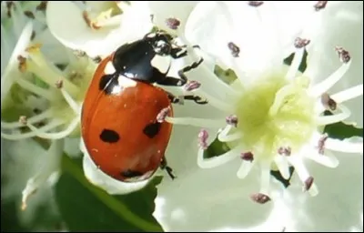 Quel est cet insecte ?