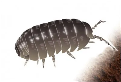 Quel est cet insecte ?