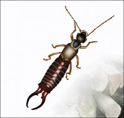 Quel est cet insecte ?