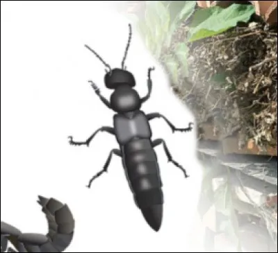 Quel est cet insecte ?