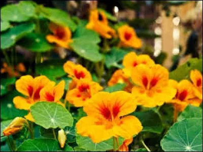 Ces fleurs sont comestibles