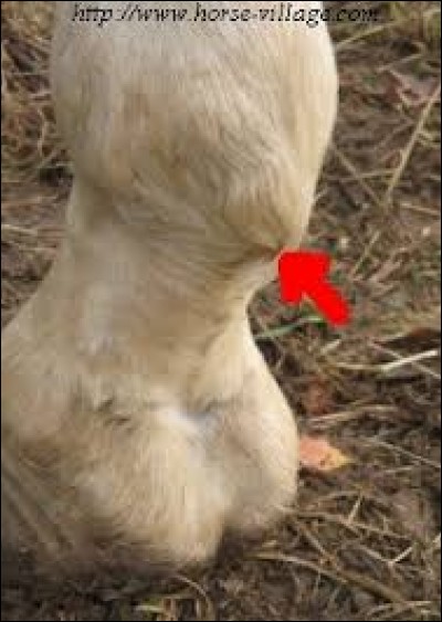 Comment s'appellent les longs poils que l'on voit parfois à l'arrière des membres du cheval au-dessus des sabots ?
