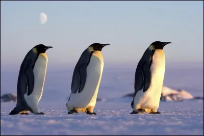 Où vivent les manchots ?