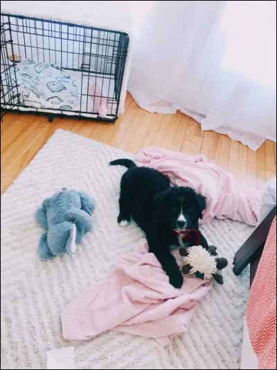 C'est le nom de ses animaux de compagnie (2018) :