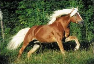 Quelle est la robe de ce cheval ?
