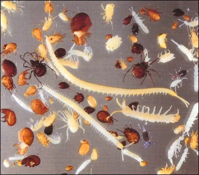 Comment appelle-t-on l'ensemble des petits animaux se trouvant généralement dans le sol ?