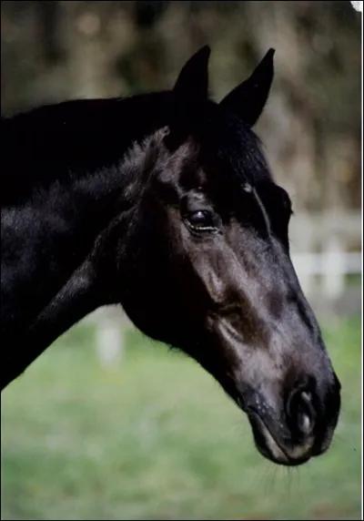Quel était le nom du premier propriétaire de "Jappeloup" ?
